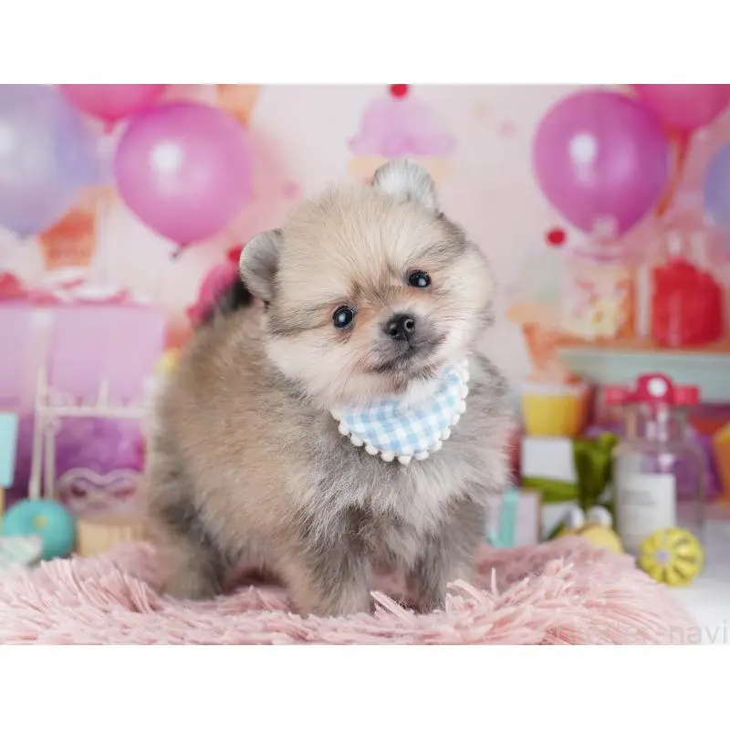 販売中の千葉県のポメラニアン-455882の10枚目