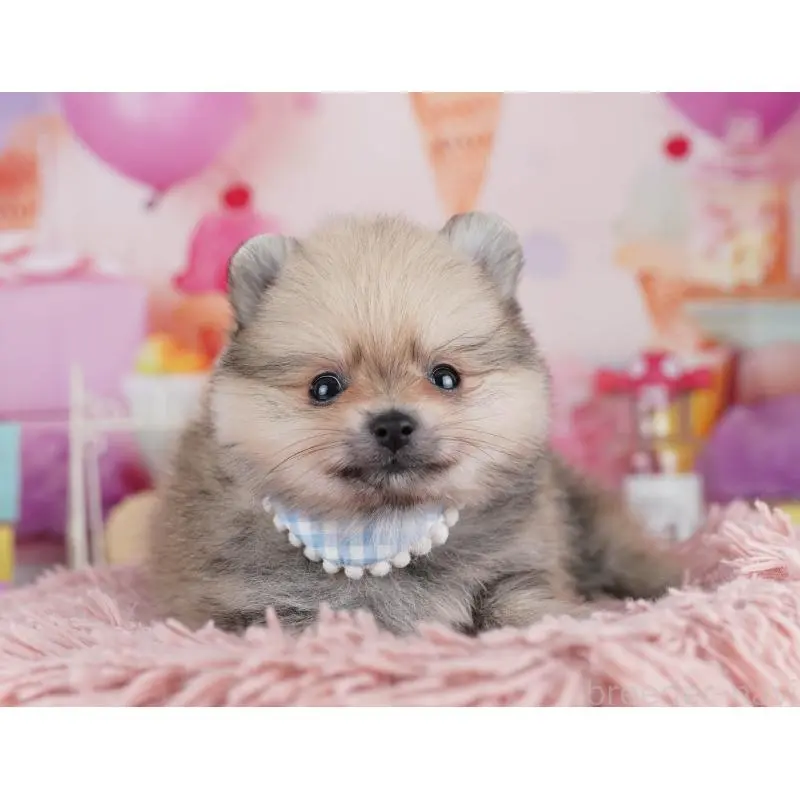 販売中の千葉県のポメラニアン-455882の9枚目