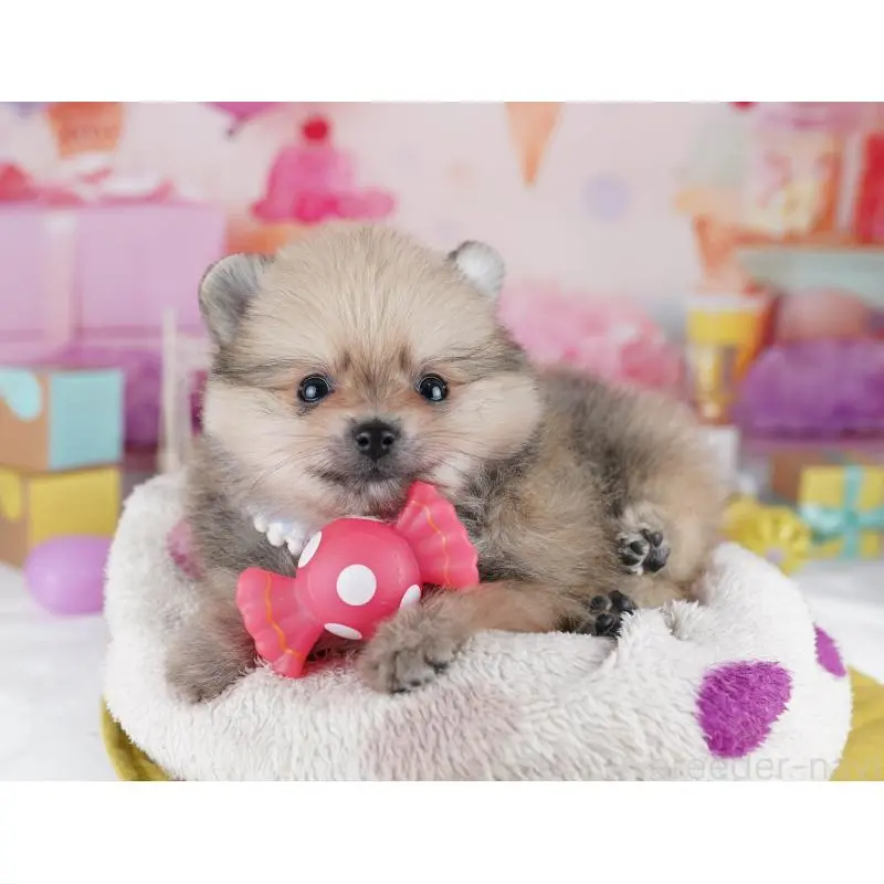 販売中の千葉県のポメラニアン-455882の8枚目