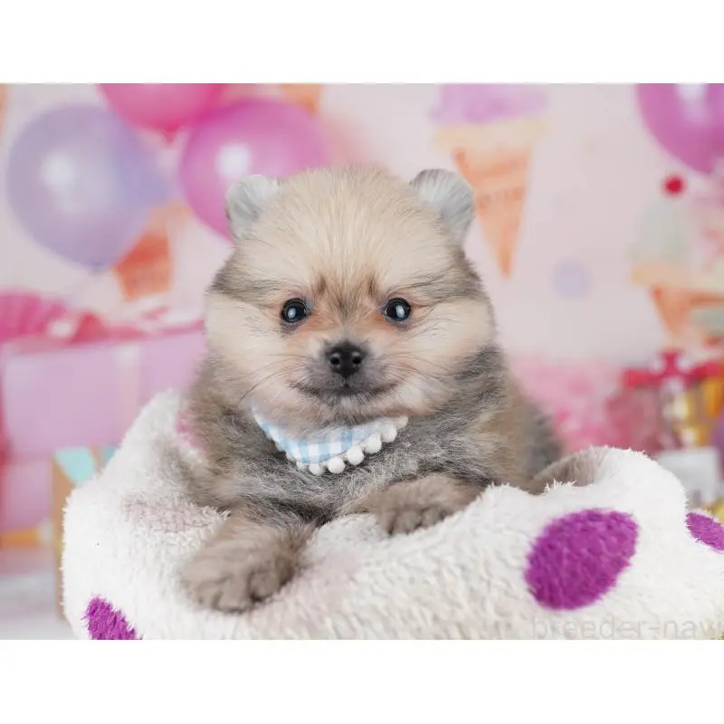 販売中の千葉県のポメラニアン-455882の7枚目