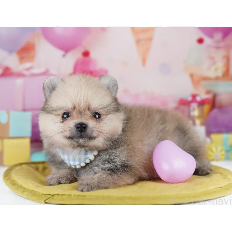 販売中の千葉県のポメラニアン-455882の5枚目