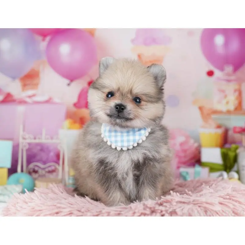 販売中の千葉県のポメラニアン-455882の4枚目