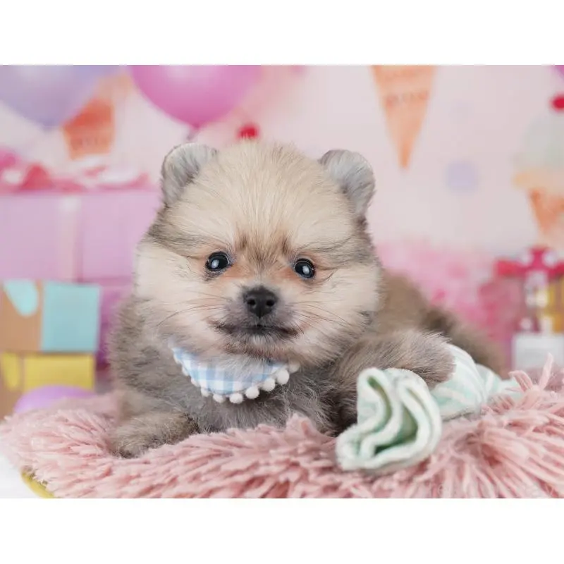 販売中の千葉県のポメラニアン-455882の3枚目