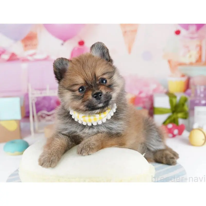 販売中の千葉県のポメラニアン-455881の11枚目