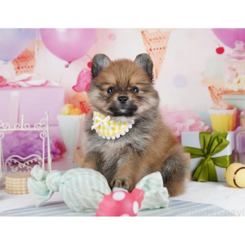 販売中の千葉県のポメラニアン-455881の10枚目