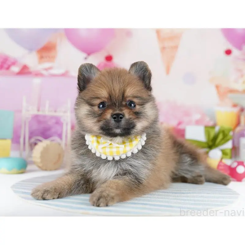 販売中の千葉県のポメラニアン-455881の9枚目