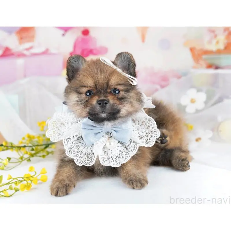 販売中の千葉県のポメラニアン-455881の8枚目