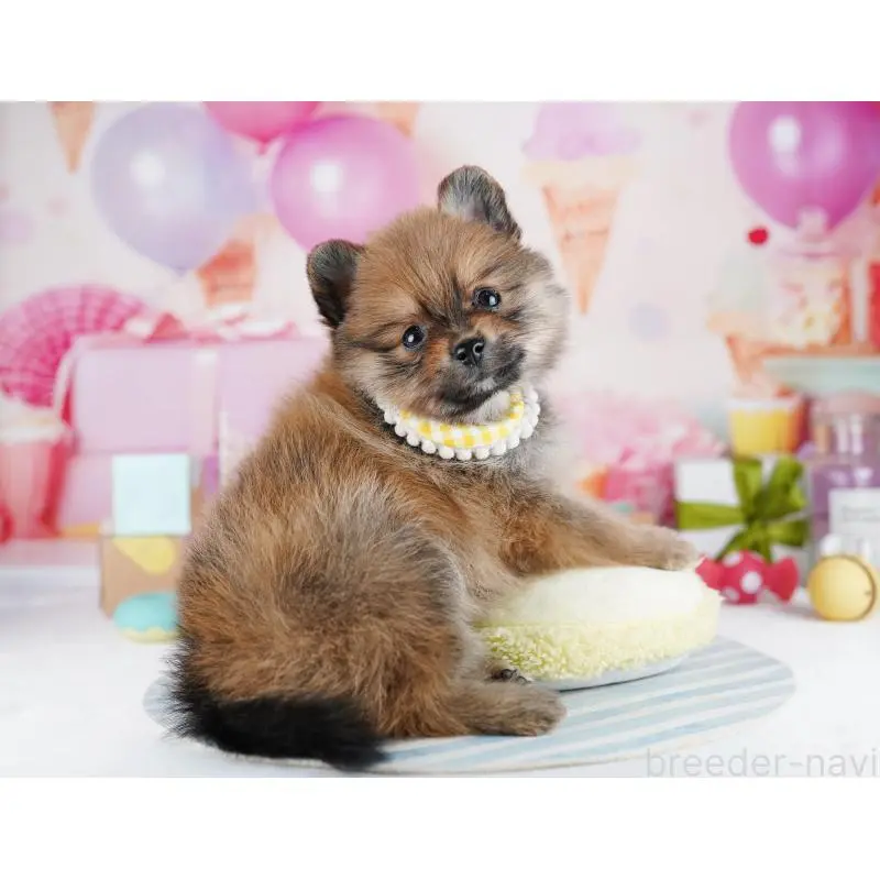 販売中の千葉県のポメラニアン-455881の7枚目