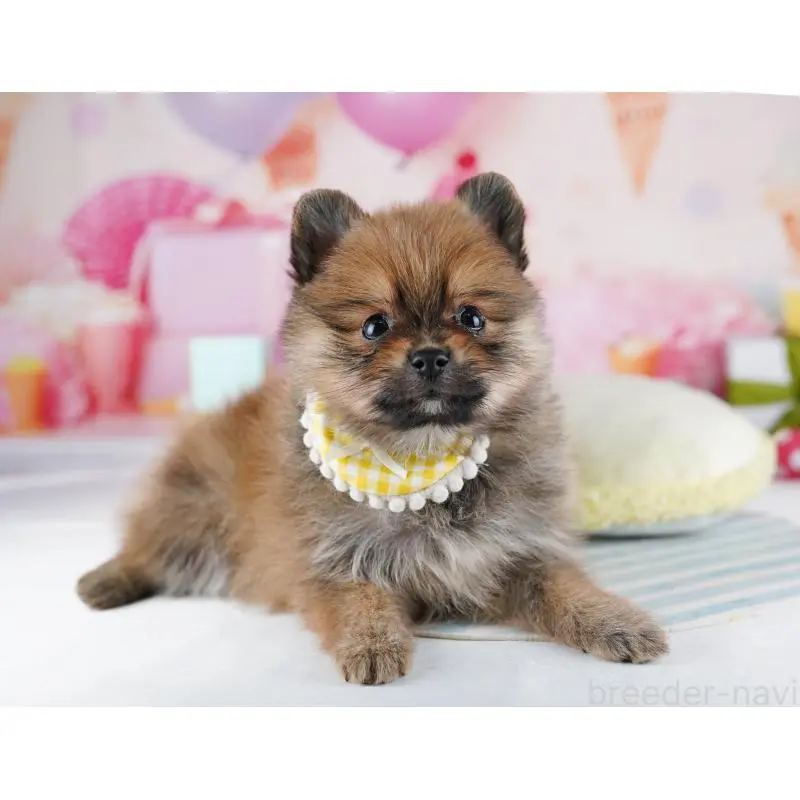 販売中の千葉県のポメラニアン-455881の5枚目