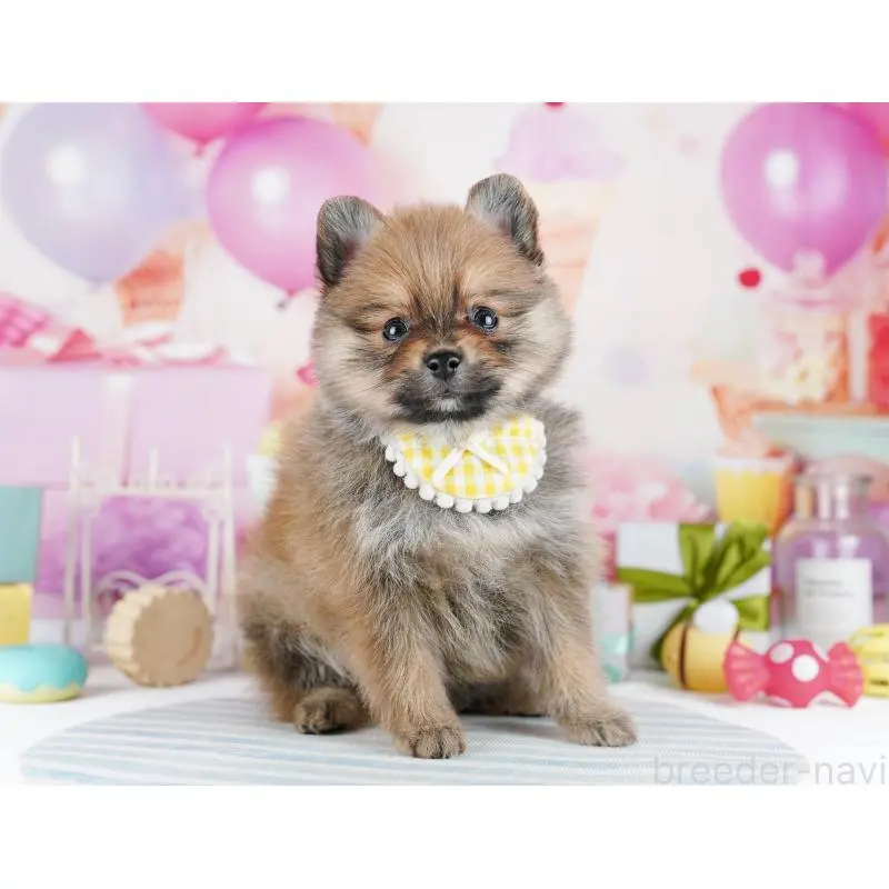 販売中の千葉県のポメラニアン-455881の4枚目