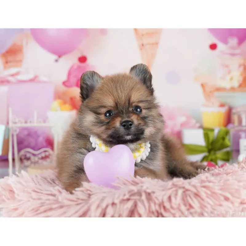 販売中の千葉県のポメラニアン-455881の3枚目