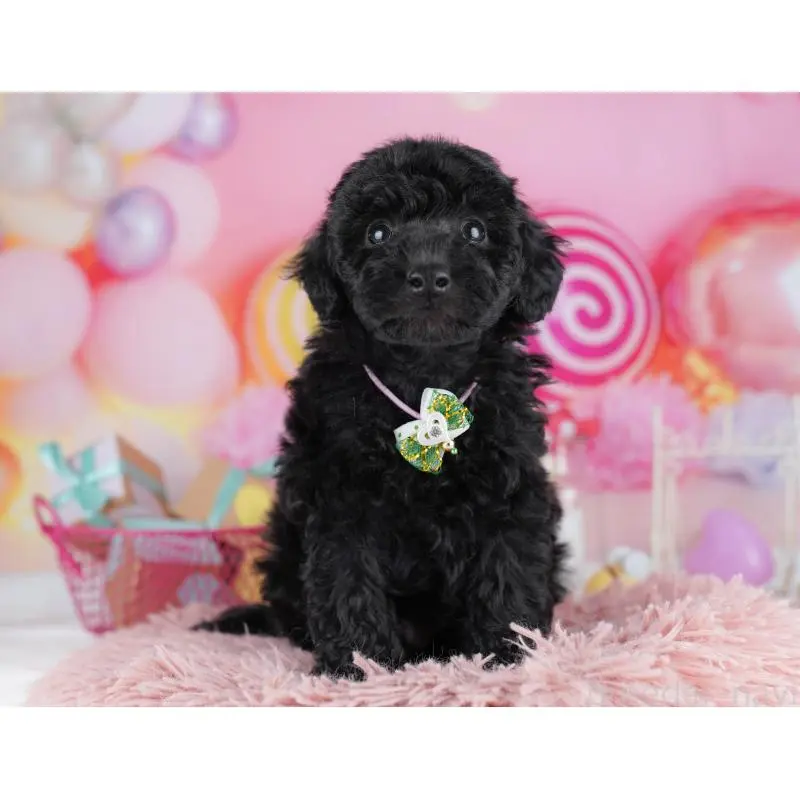 販売中の千葉県のトイプードル-455863の11枚目