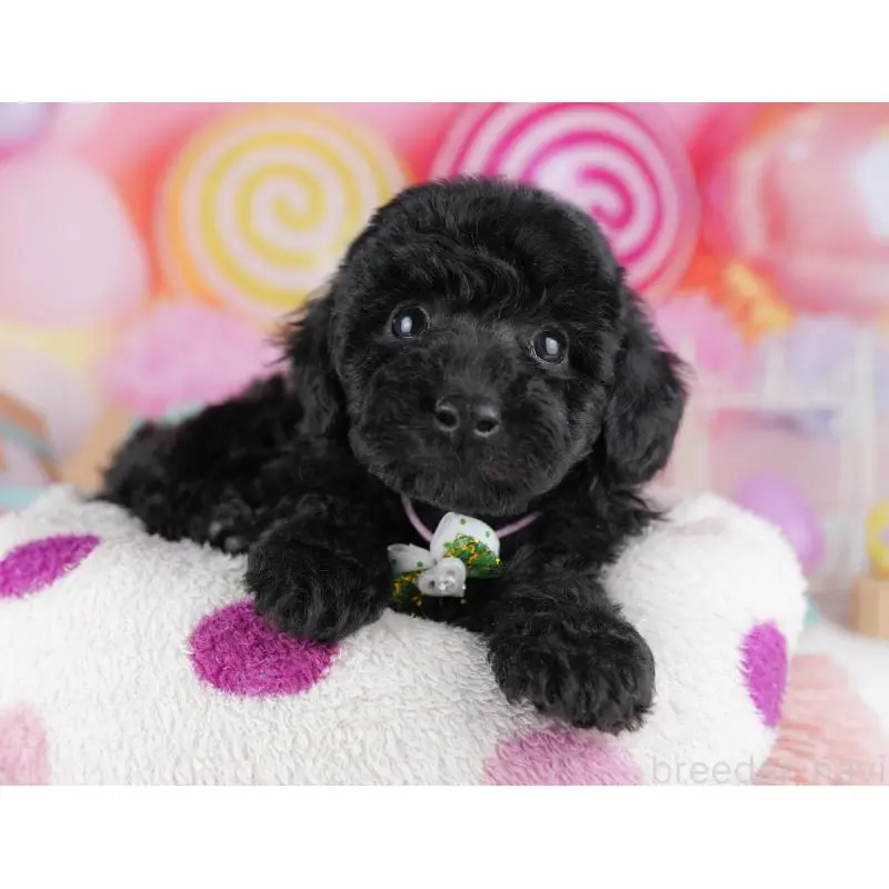 販売中の千葉県のトイプードル-455863の10枚目