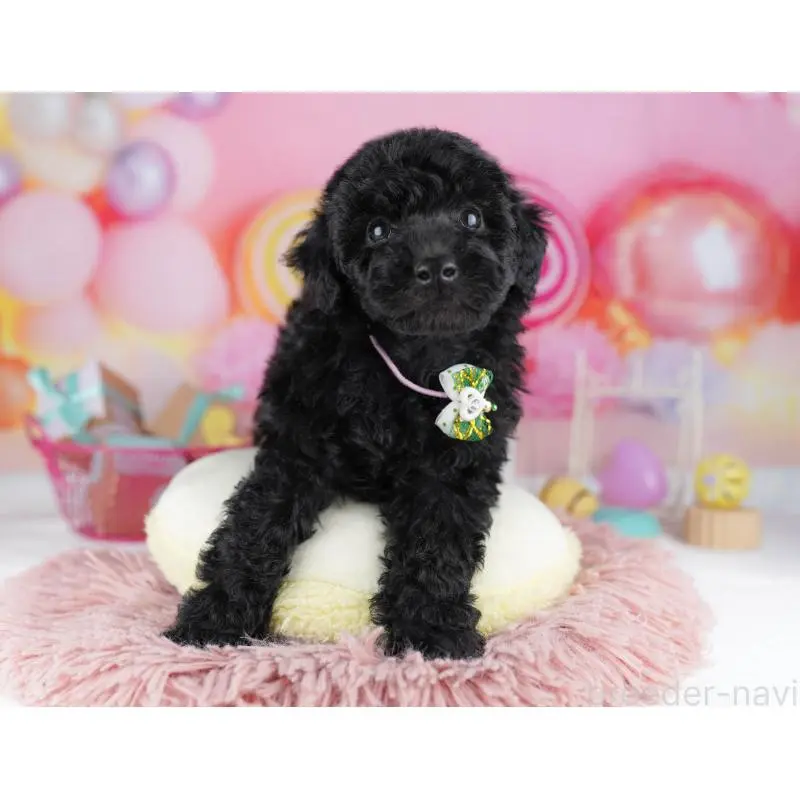 販売中の千葉県のトイプードル-455863の9枚目