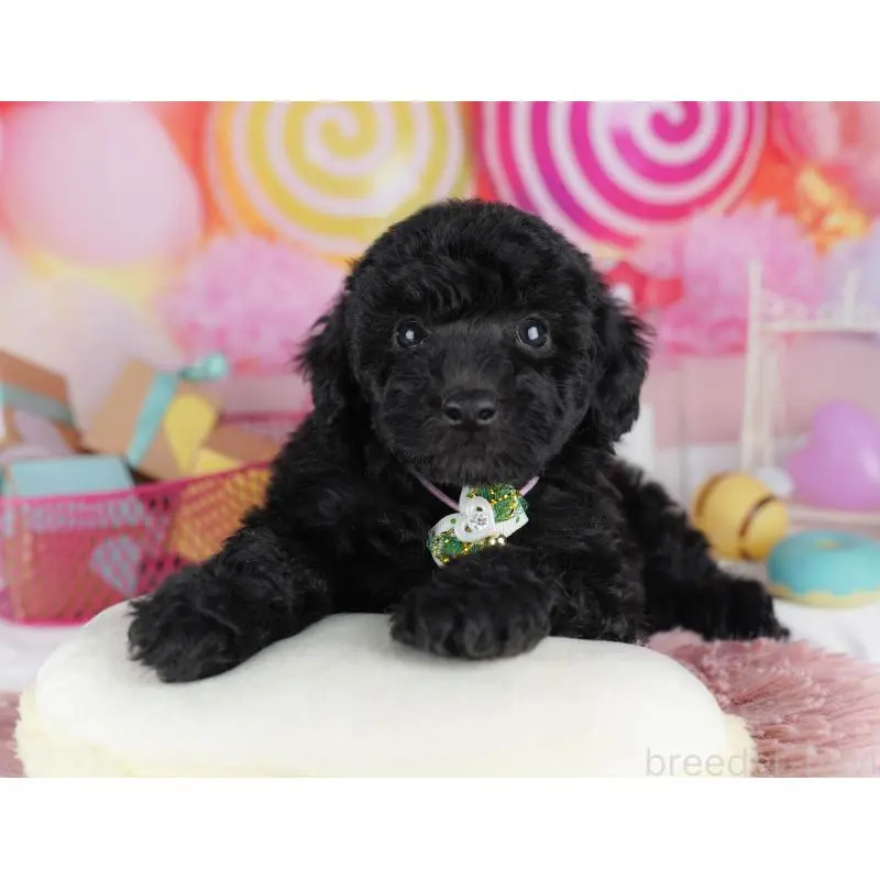 販売中の千葉県のトイプードル-455863の8枚目