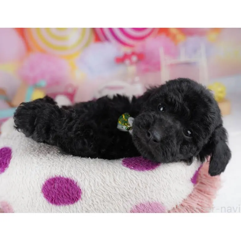 販売中の千葉県のトイプードル-455863の7枚目