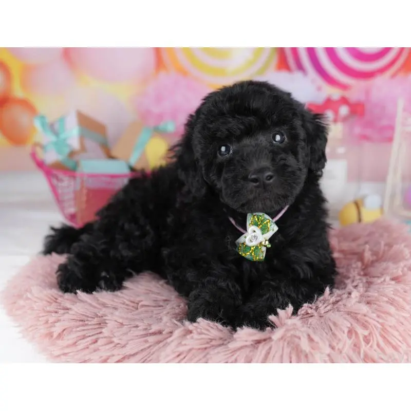 販売中の千葉県のトイプードル-455863の6枚目