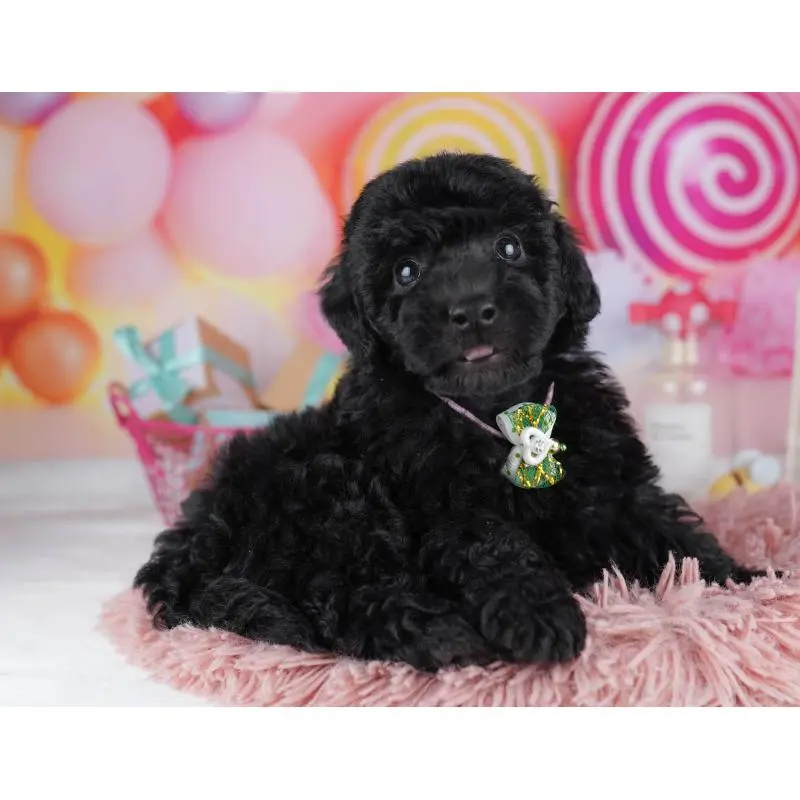 販売中の千葉県のトイプードル-455863の5枚目