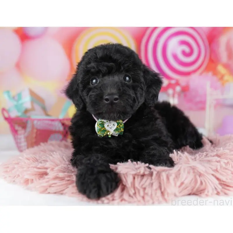 販売中の千葉県のトイプードル-455863の4枚目