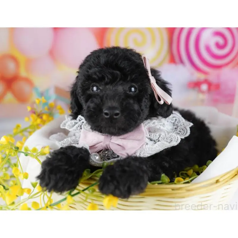 販売中の千葉県のトイプードル-455863の3枚目