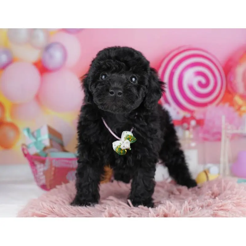 販売中の千葉県のトイプードル-455863の2枚目