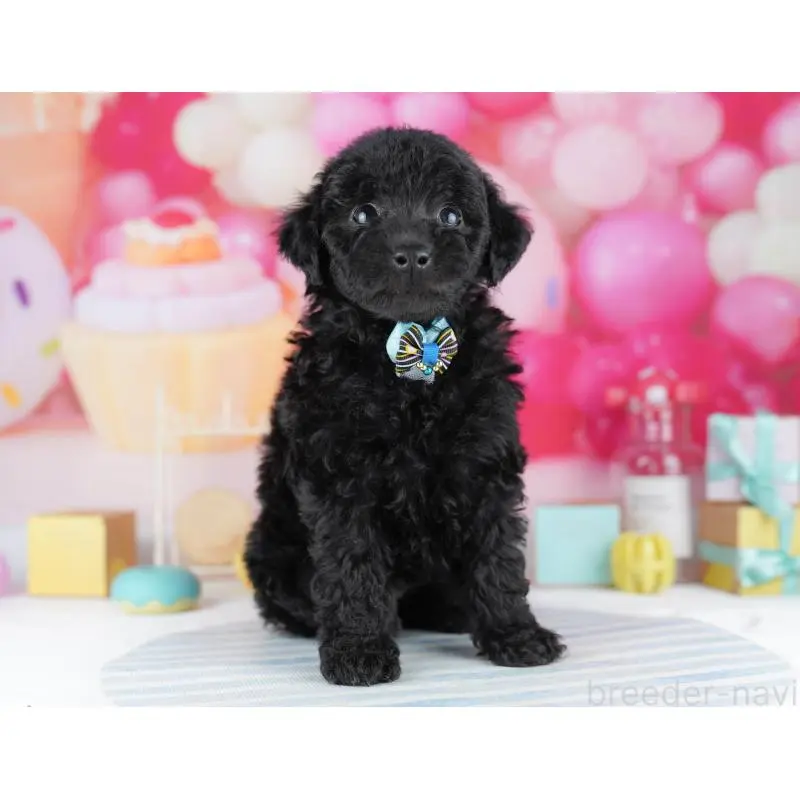 販売中の千葉県のトイプードル-455862の12枚目