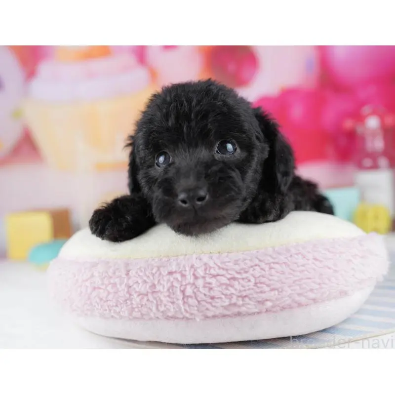 販売中の千葉県のトイプードル-455862の11枚目