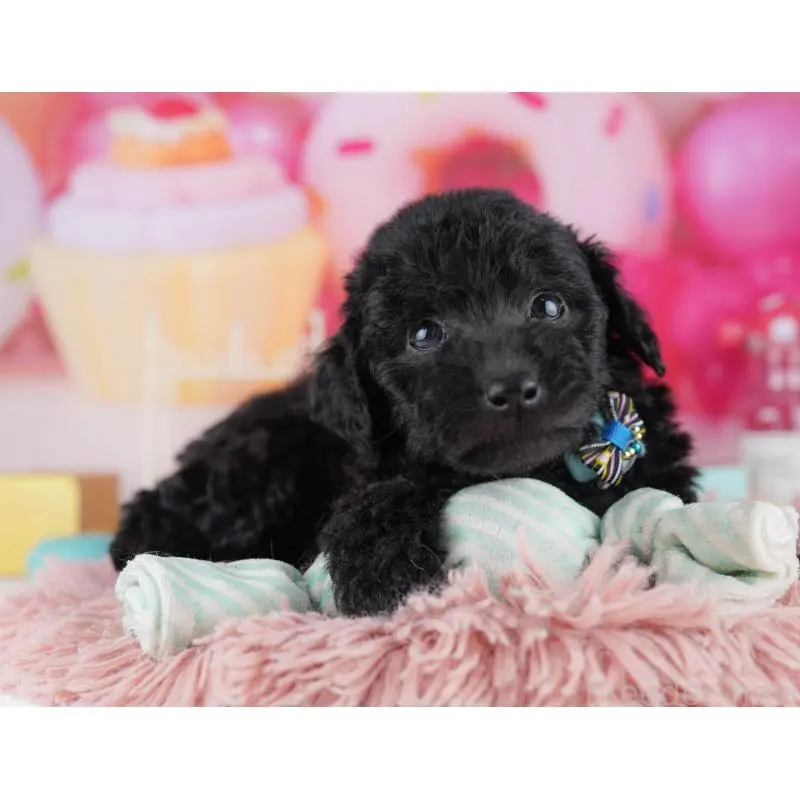 販売中の千葉県のトイプードル-455862の10枚目