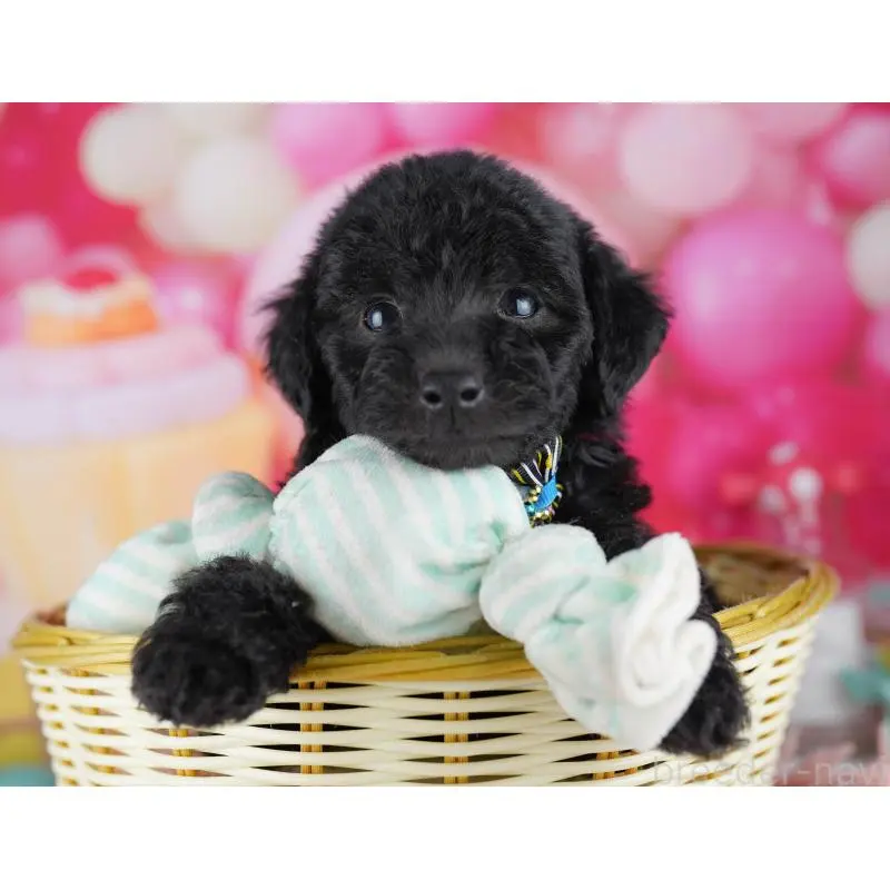 販売中の千葉県のトイプードル-455862の9枚目