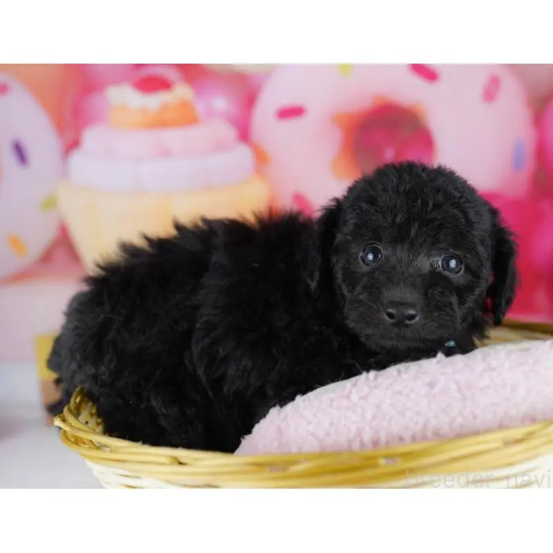 販売中の千葉県のトイプードル-455862の8枚目