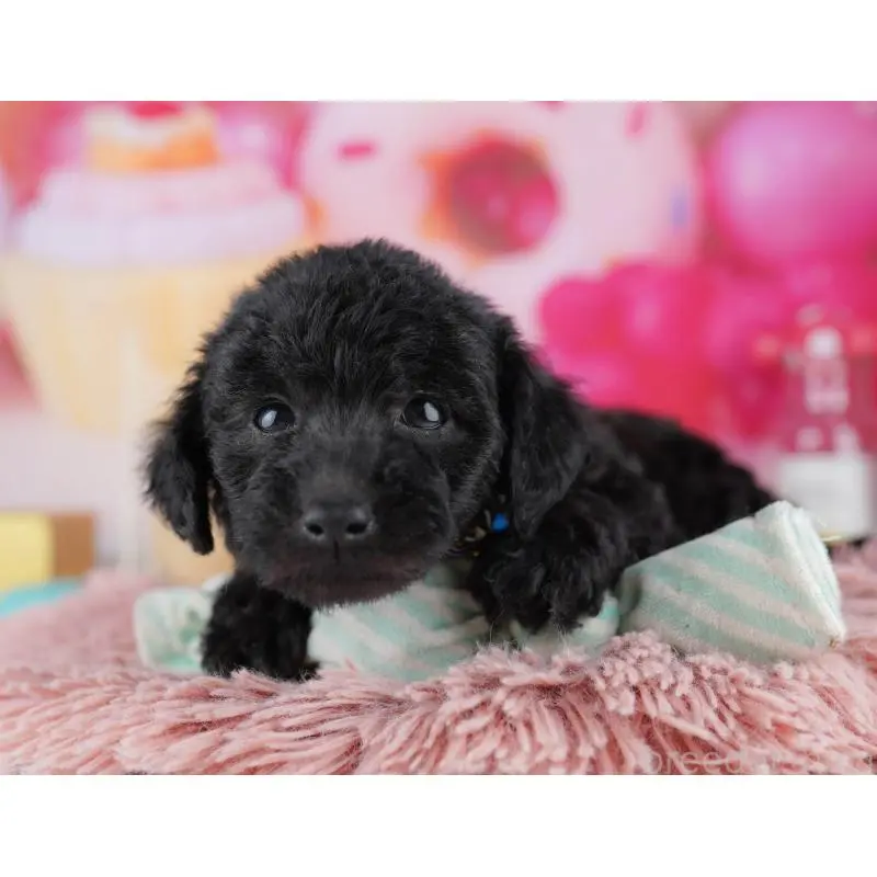 販売中の千葉県のトイプードル-455862の7枚目