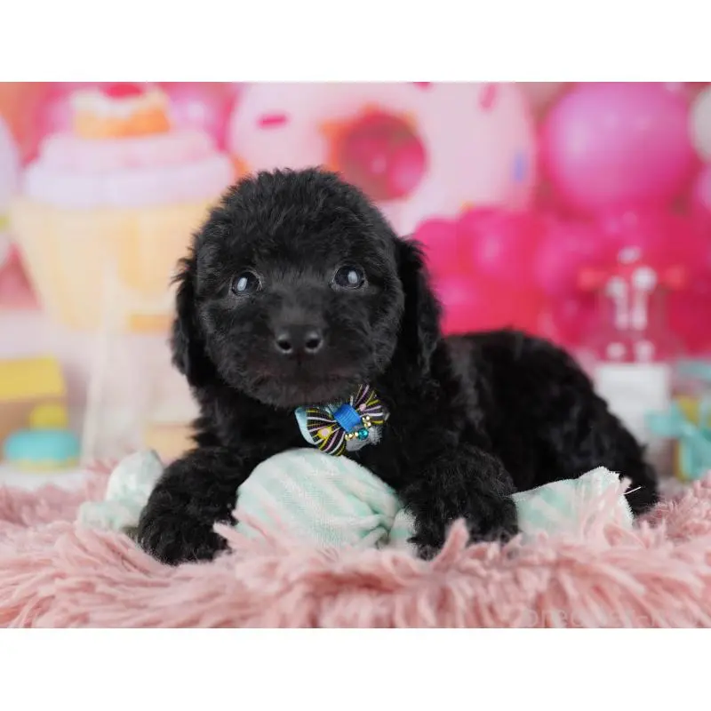 販売中の千葉県のトイプードル-455862の6枚目