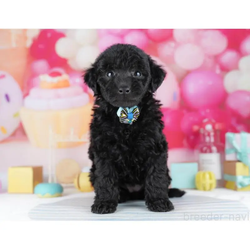 販売中の千葉県のトイプードル-455862の5枚目