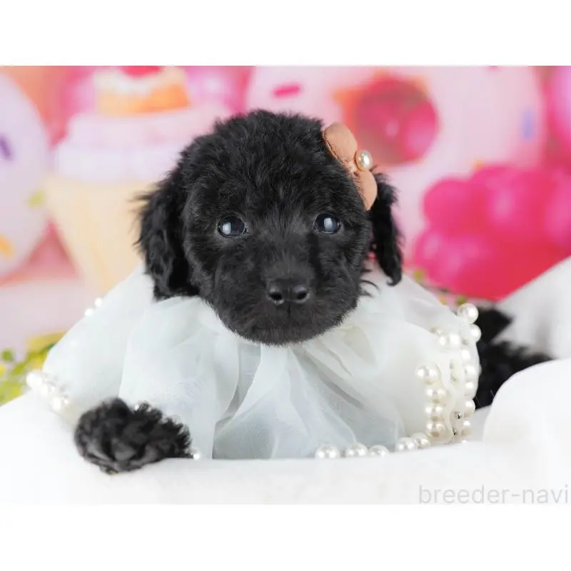 販売中の千葉県のトイプードル-455862の3枚目