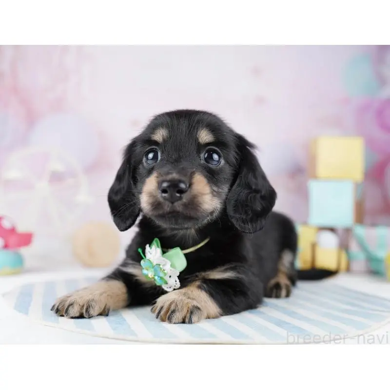 販売中の千葉県のミニチュアダックスフンド(ロングヘアード)-455861の10枚目