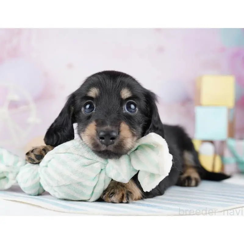 販売中の千葉県のミニチュアダックスフンド(ロングヘアード)-455861の9枚目