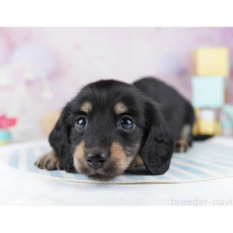 販売中の千葉県のミニチュアダックスフンド(ロングヘアード)-455861の8枚目