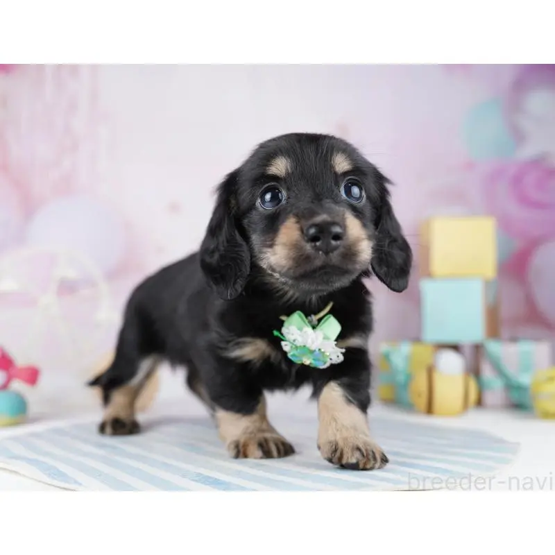 販売中の千葉県のミニチュアダックスフンド(ロングヘアード)-455861の7枚目