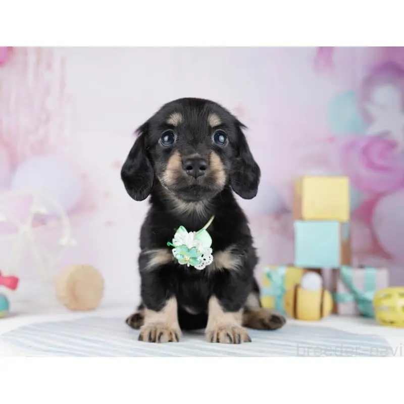 販売中の千葉県のミニチュアダックスフンド(ロングヘアード)-455861の6枚目