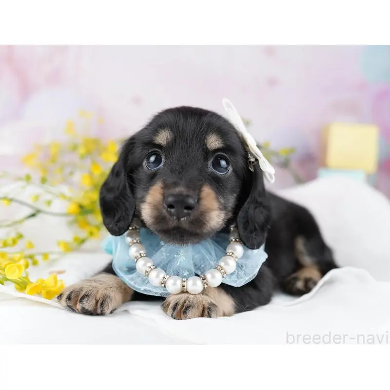 販売中の千葉県のミニチュアダックスフンド(ロングヘアード)-455861の4枚目