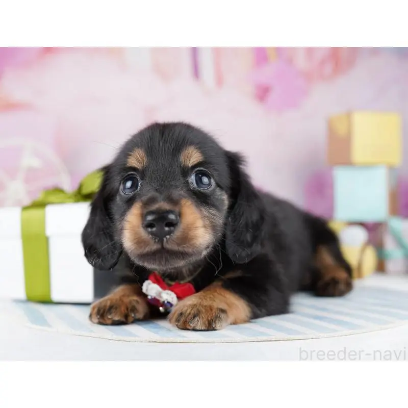 販売中の千葉県のミニチュアダックスフンド(ロングヘアード)-455859の12枚目