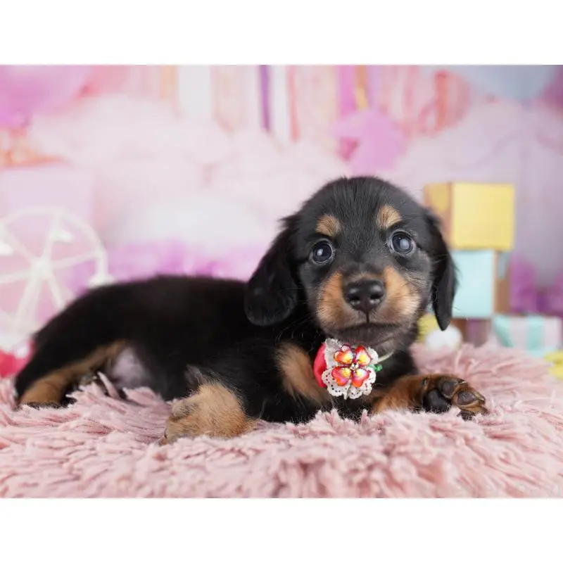 販売中の千葉県のミニチュアダックスフンド(ロングヘアード)-455859の11枚目