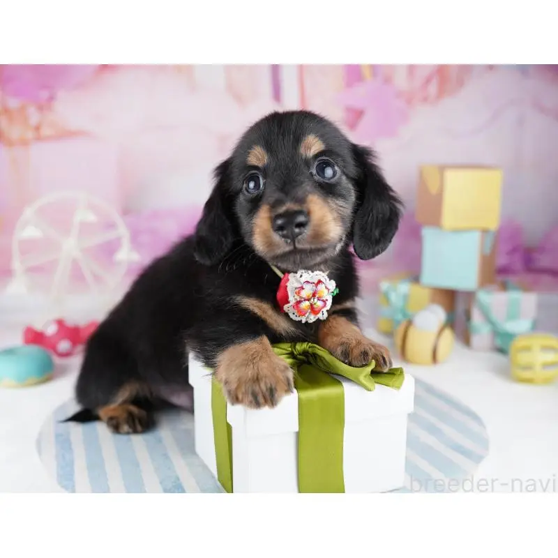 販売中の千葉県のミニチュアダックスフンド(ロングヘアード)-455859の10枚目