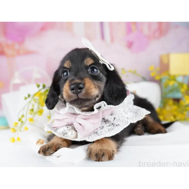 販売中の千葉県のミニチュアダックスフンド(ロングヘアード)-455859の9枚目