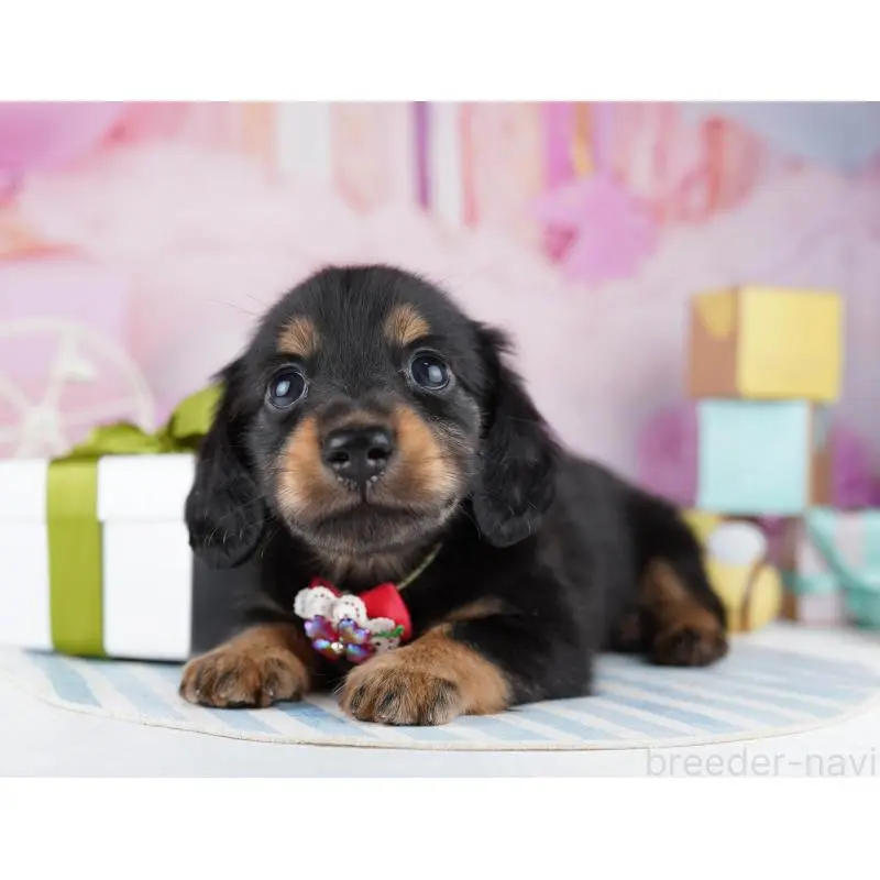 販売中の千葉県のミニチュアダックスフンド(ロングヘアード)-455859の7枚目