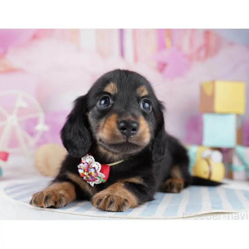 販売中の千葉県のミニチュアダックスフンド(ロングヘアード)-455859の6枚目