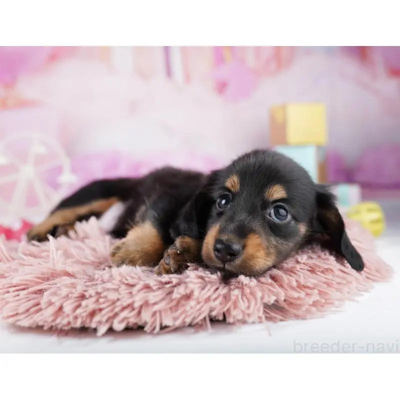 販売中の千葉県のミニチュアダックスフンド(ロングヘアード)-455859の5枚目