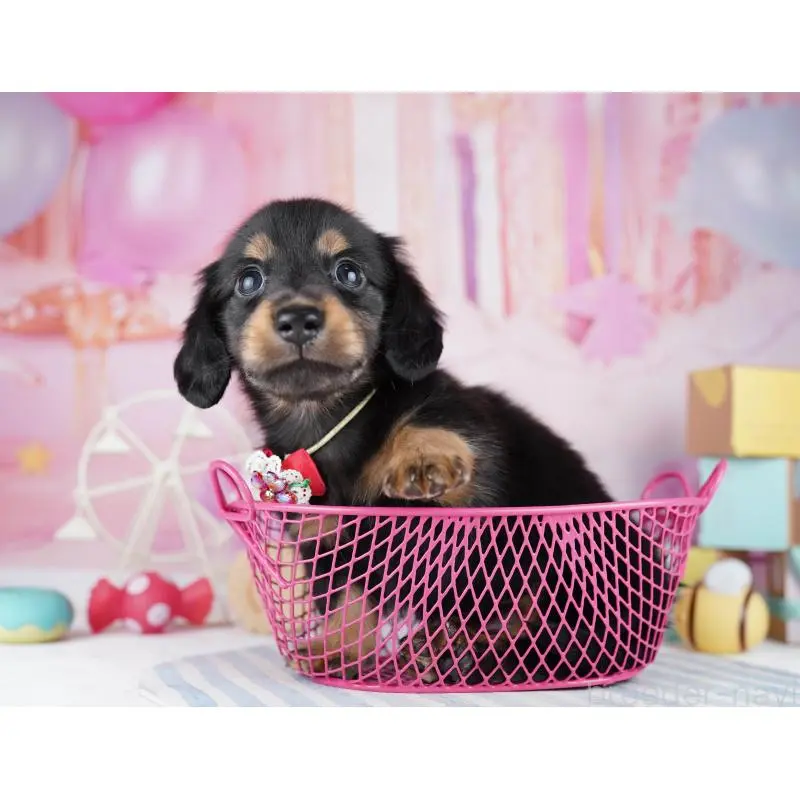 販売中の千葉県のミニチュアダックスフンド(ロングヘアード)-455859の4枚目