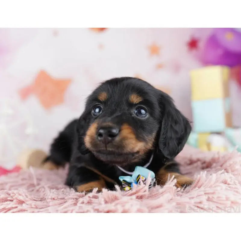 販売中の千葉県のミニチュアダックスフンド(ロングヘアード)-455858の12枚目