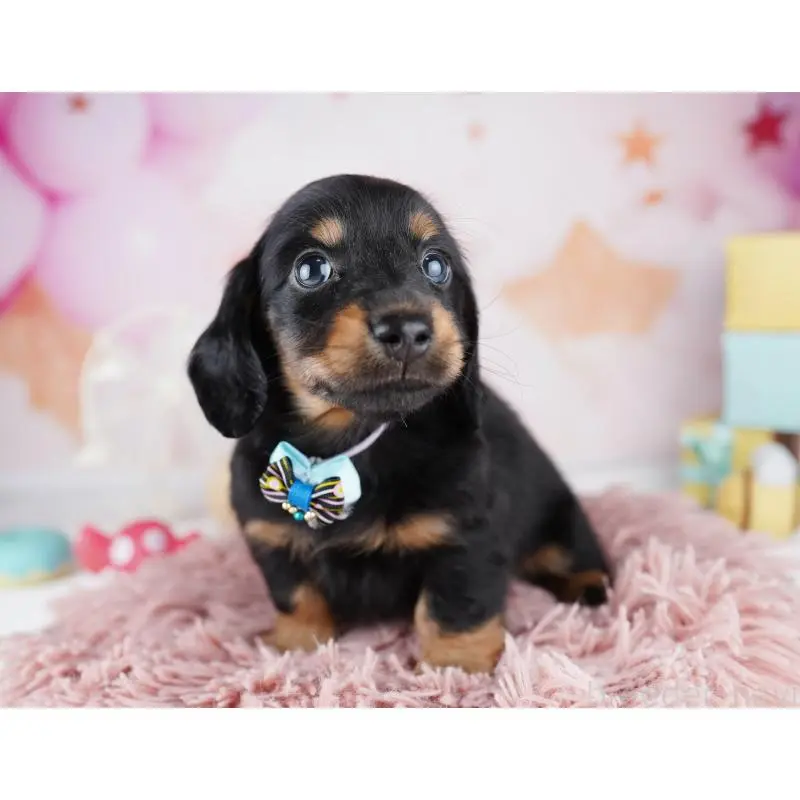 販売中の千葉県のミニチュアダックスフンド(ロングヘアード)-455858の11枚目